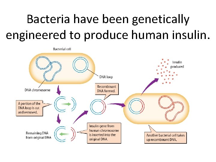 Bacteria have been genetically engineered to produce human insulin. 