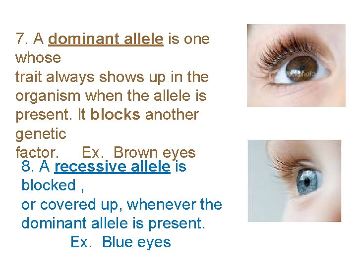 7. A dominant allele is one whose trait always shows up in the organism