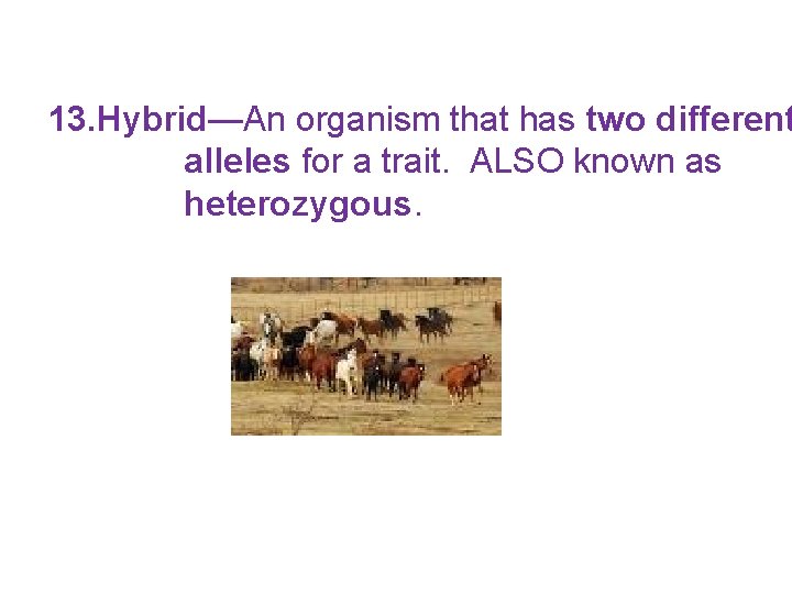 13. Hybrid—An organism that has two different alleles for a trait. ALSO known as