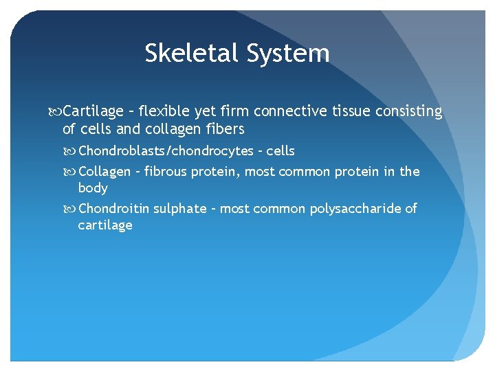 Skeletal System Cartilage – flexible yet firm connective tissue consisting of cells and collagen