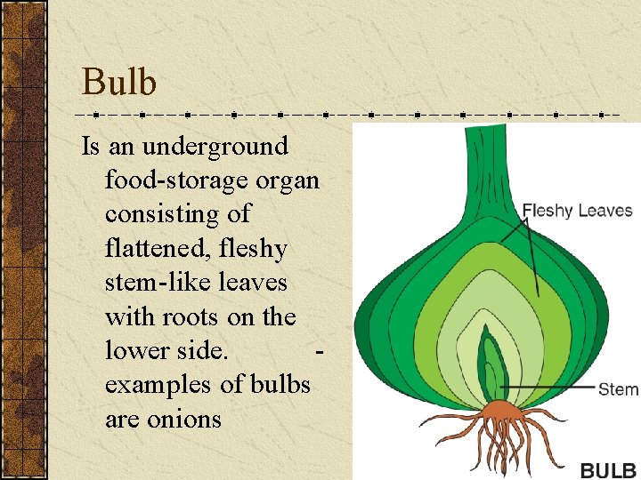 Bulb Is an underground food-storage organ consisting of flattened, fleshy stem-like leaves with roots