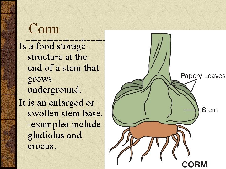 Corm Is a food storage structure at the end of a stem that grows