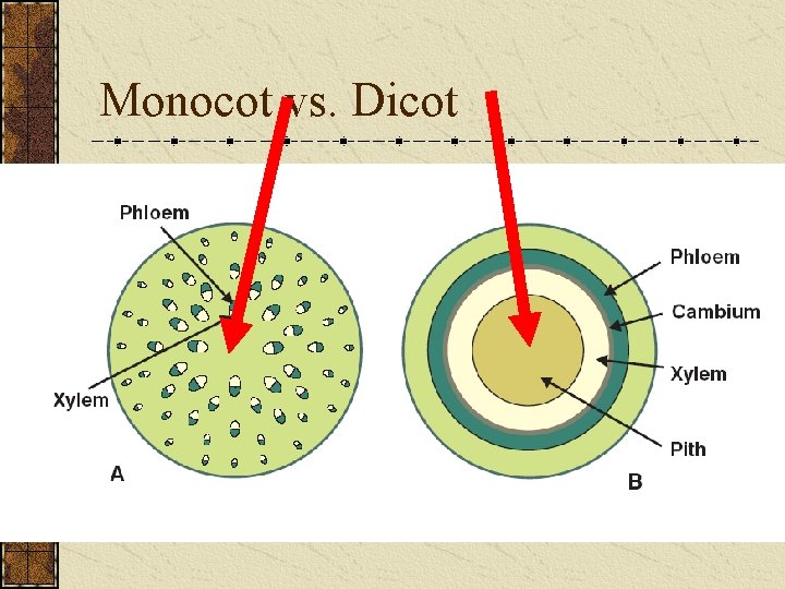 Monocot vs. Dicot 