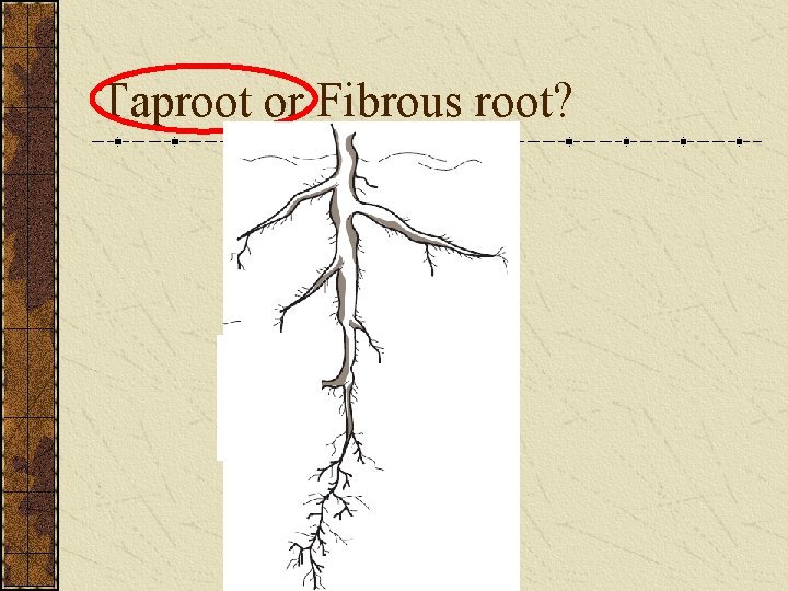 Taproot or Fibrous root? 