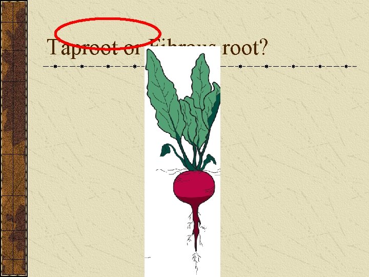 Taproot or Fibrous root? 