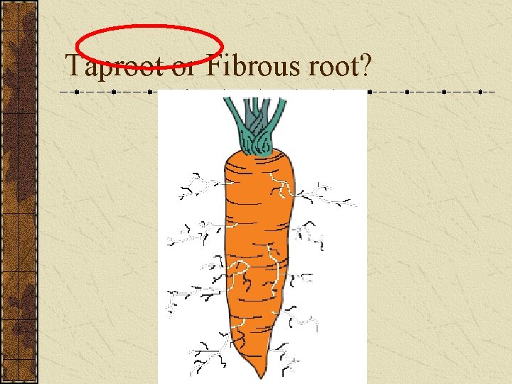 Taproot or Fibrous root? 