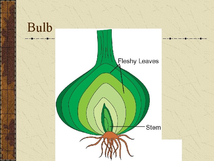 Bulb 