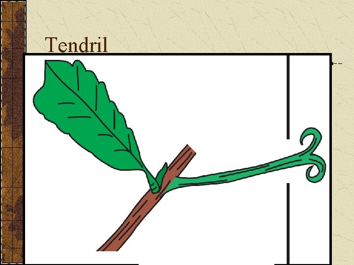 Tendril 