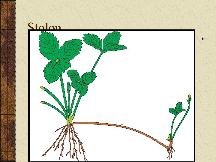 Stolon 