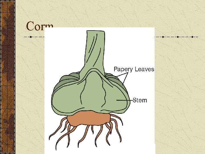 Corm 