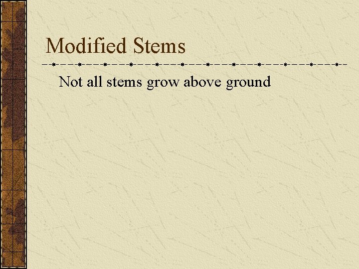 Modified Stems Not all stems grow above ground 