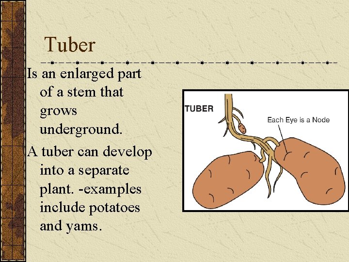 Tuber Is an enlarged part of a stem that grows underground. A tuber can