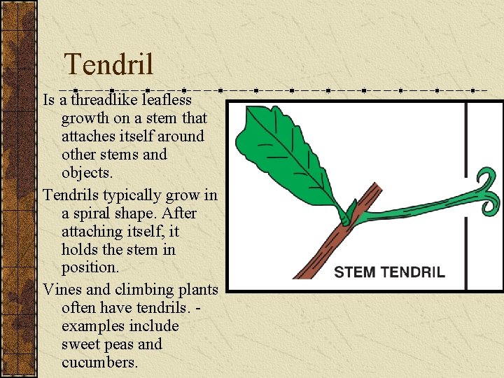 Tendril Is a threadlike leafless growth on a stem that attaches itself around other