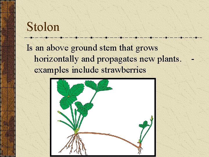 Stolon Is an above ground stem that grows horizontally and propagates new plants. examples