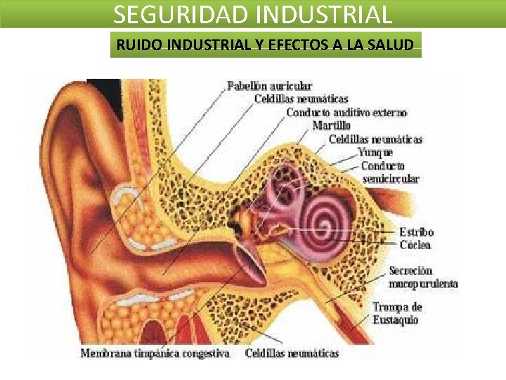 SEGURIDAD INDUSTRIAL RUIDO INDUSTRIAL Y EFECTOS A LA SALUD SEGURIDAD INDUSTRIAL RUIDO INDUSTRIAL Y EFECTOS A LA SALUD