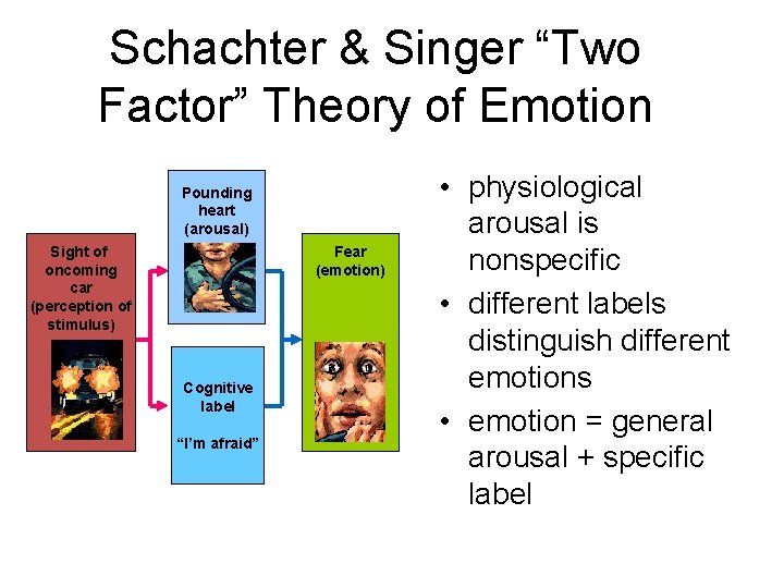 Schachter & Singer “Two Factor” Theory of Emotion Pounding heart (arousal) Sight of oncoming Schachter & Singer “Two Factor” Theory of Emotion Pounding heart (arousal) Sight of oncoming