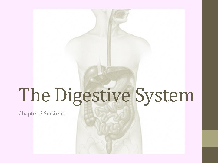 The Digestive System Chapter 3 Section 1 