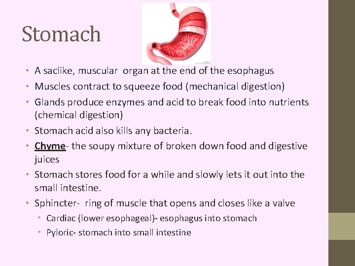 Stomach • A saclike, muscular organ at the end of the esophagus • Muscles