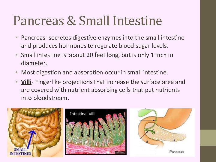 Pancreas & Small Intestine • Pancreas- secretes digestive enzymes into the small intestine and