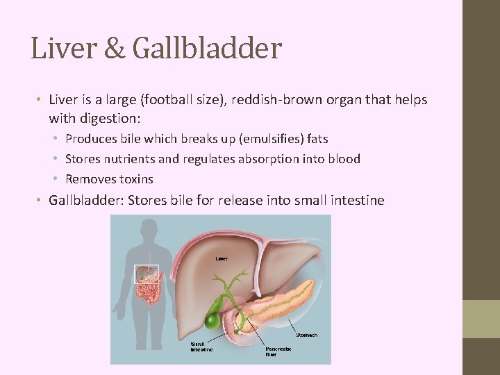 Liver & Gallbladder • Liver is a large (football size), reddish-brown organ that helps