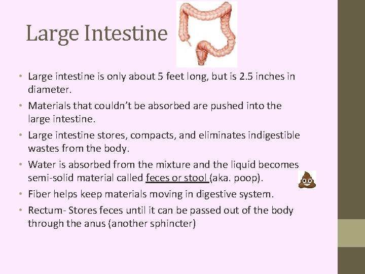 Large Intestine • Large intestine is only about 5 feet long, but is 2.
