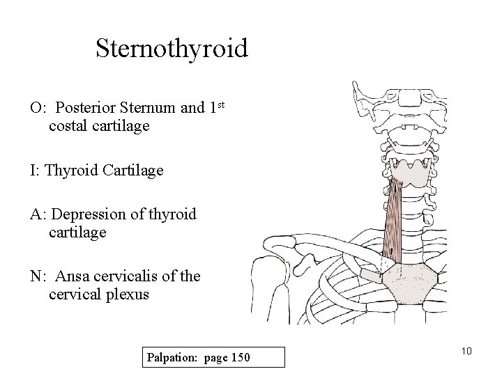 Sternothyroid O: Posterior Sternum and 1 st costal cartilage I: Thyroid Cartilage A: Depression