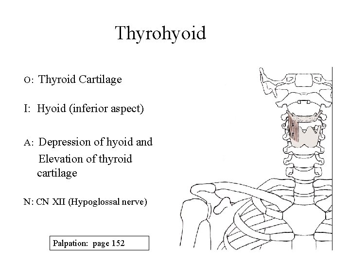 Thyrohyoid O: Thyroid Cartilage I: Hyoid (inferior aspect) A: Depression of hyoid and Elevation