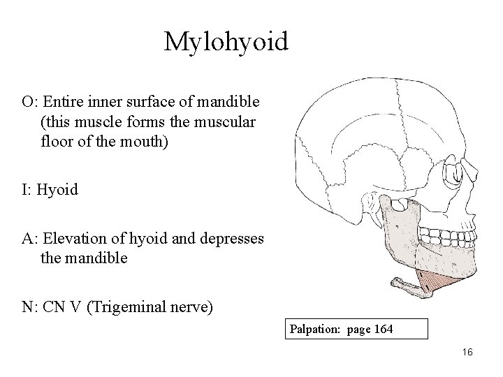 Mylohyoid O: Entire inner surface of mandible (this muscle forms the muscular floor of