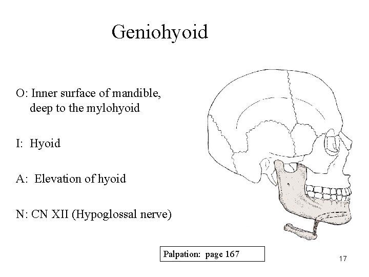 Geniohyoid O: Inner surface of mandible, deep to the mylohyoid I: Hyoid A: Elevation