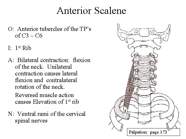 Anterior Scalene O: Anterior tubercles of the TP’s of C 3 – C 6