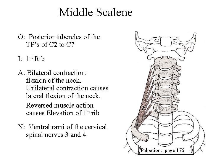 Middle Scalene O: Posterior tubercles of the TP’s of C 2 to C 7