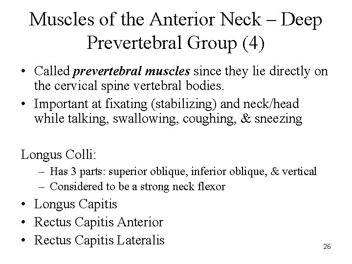 Muscles of the Anterior Neck – Deep Prevertebral Group (4) • Called prevertebral muscles