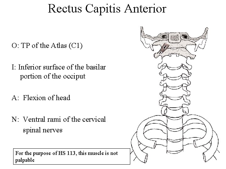 Rectus Capitis Anterior O: TP of the Atlas (C 1) I: Inferior surface of