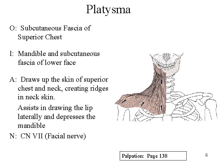 Platysma O: Subcutaneous Fascia of Superior Chest I: Mandible and subcutaneous fascia of lower