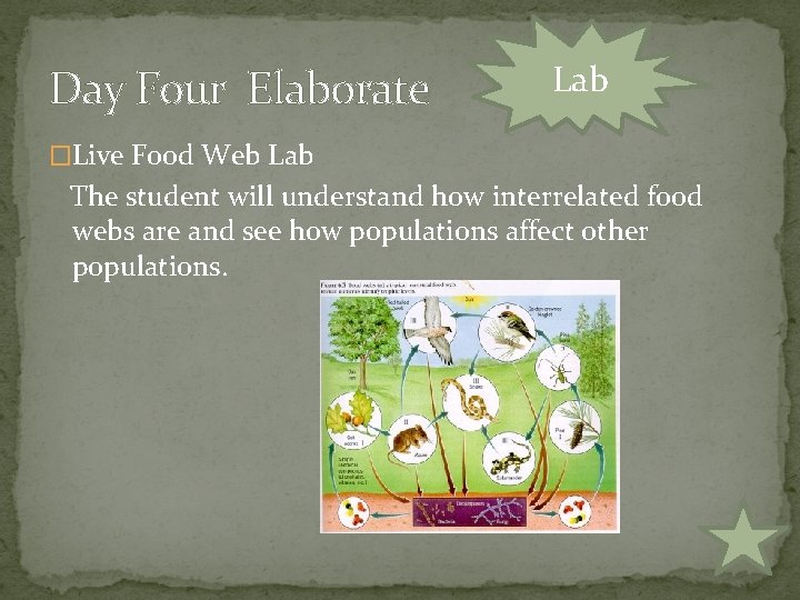 Day Four Elaborate Lab �Live Food Web Lab The student will understand how interrelated Day Four Elaborate Lab �Live Food Web Lab The student will understand how interrelated