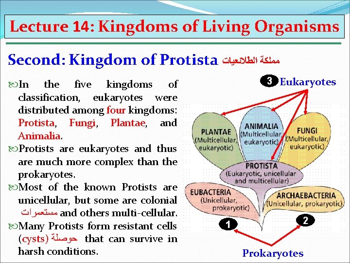 Lecture 14: Kingdoms of Living Organisms Second: Kingdom of Protista ﻣﻤﻠﻜﺔ ﺍﻟﻄﻼﺋﻌﻴﺎﺕ In the