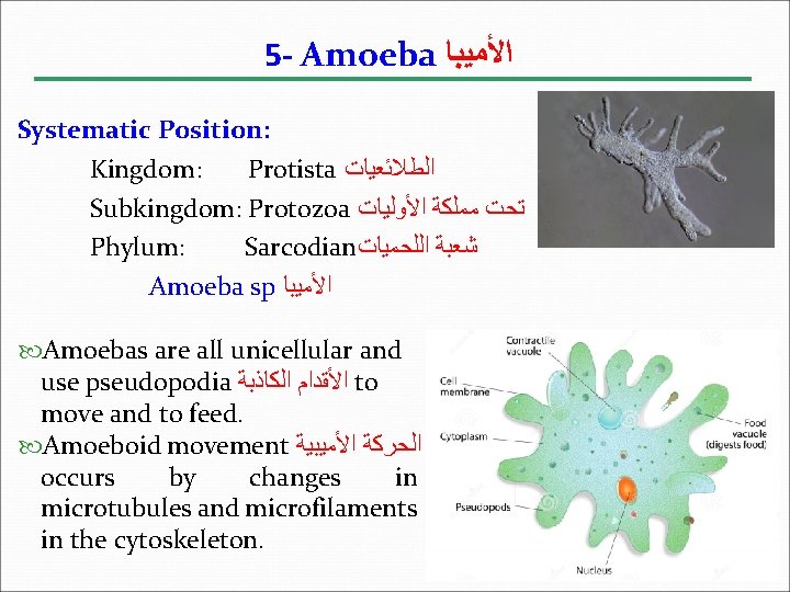 5 - Amoeba ﺍﻷﻤﻴﺒﺎ Systematic Position: Kingdom: Protista ﺍﻟﻄﻼﺋﻌﻴﺎﺕ Subkingdom: Protozoa ﺗﺤﺖ ﻣﻤﻠﻜﺔ ﺍﻷﻮﻟﻴﺎﺕ