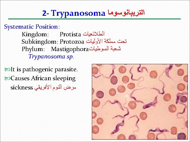 2 - Trypanosoma ﺍﻟﺘﺮﻳﺒﺎﻧﻮﺳﻮﻣﺎ Systematic Position: Kingdom: Protista ﺍﻟﻄﻼﺋﻌﻴﺎﺕ Subkingdom: Protozoa ﺗﺤﺖ ﻣﻤﻠﻜﺔ ﺍﻷﻮﻟﻴﺎﺕ