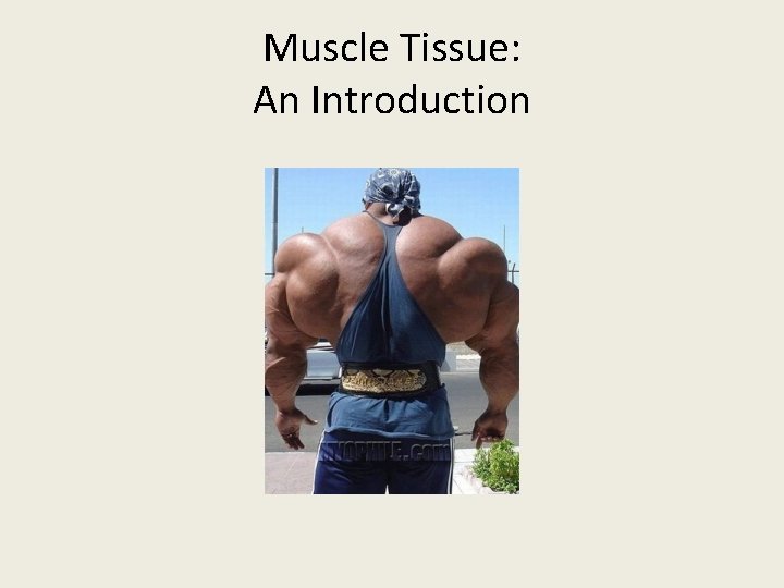 Muscle Tissue: An Introduction 
