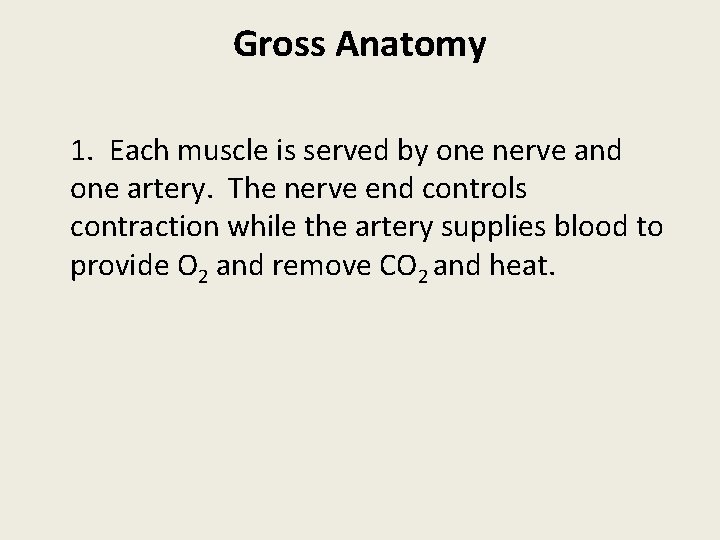 Gross Anatomy 1. Each muscle is served by one nerve and one artery. The
