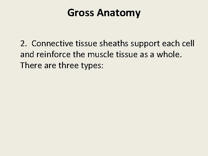 Gross Anatomy 2. Connective tissue sheaths support each cell and reinforce the muscle tissue