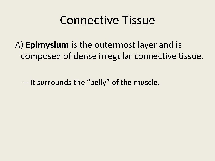 Connective Tissue A) Epimysium is the outermost layer and is composed of dense irregular