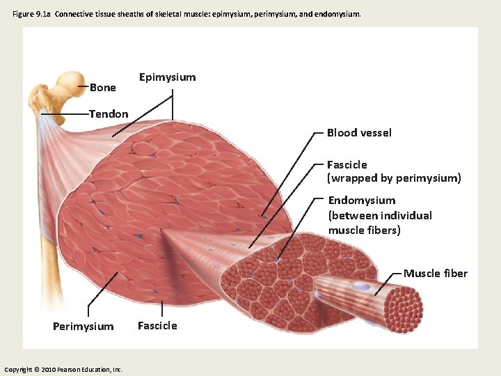 Figure 9. 1 a Connective tissue sheaths of skeletal muscle: epimysium, perimysium, and endomysium.