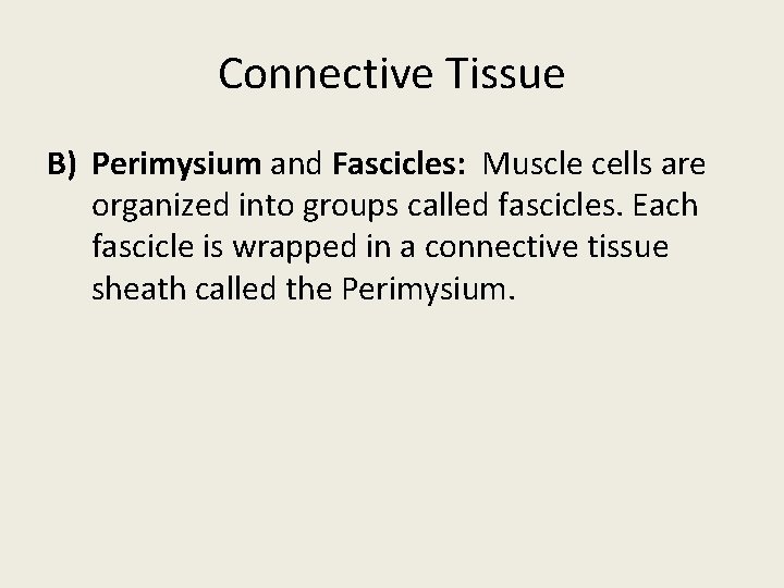 Connective Tissue B) Perimysium and Fascicles: Muscle cells are organized into groups called fascicles.