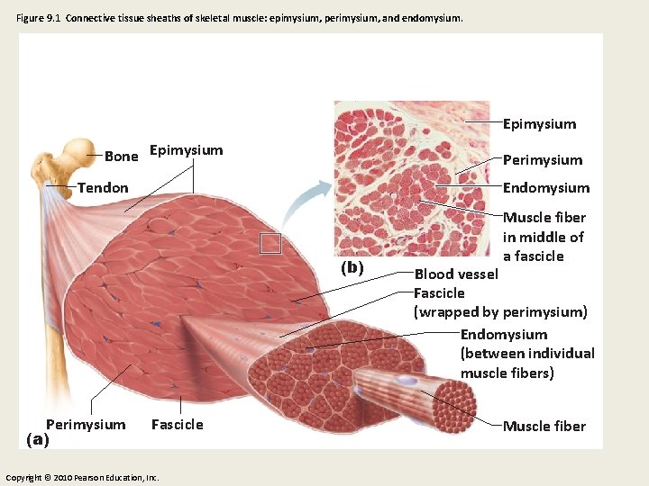 Figure 9. 1 Connective tissue sheaths of skeletal muscle: epimysium, perimysium, and endomysium. Epimysium