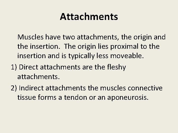 Attachments Muscles have two attachments, the origin and the insertion. The origin lies proximal
