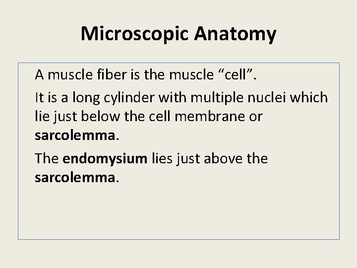 Microscopic Anatomy A muscle fiber is the muscle “cell”. It is a long cylinder