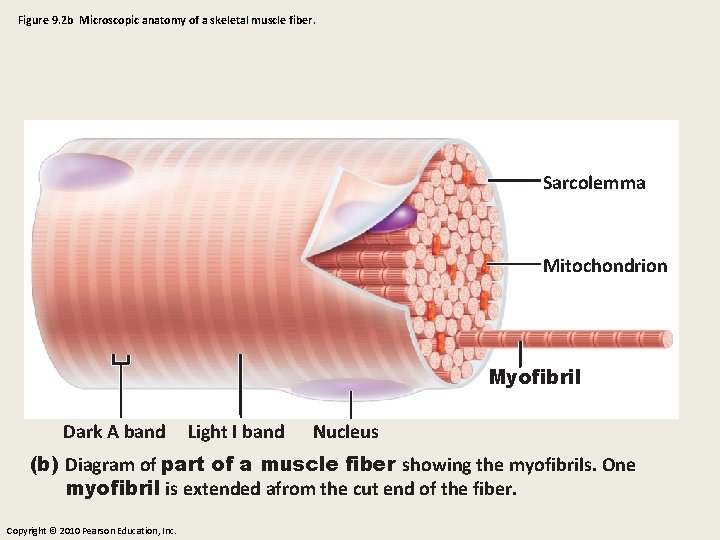 Figure 9. 2 b Microscopic anatomy of a skeletal muscle fiber. Sarcolemma Mitochondrion Myofibril