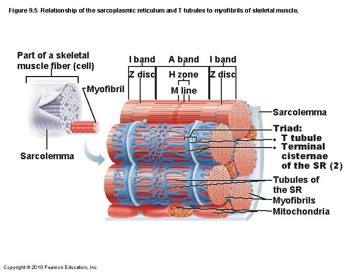 Figure 9. 5 Relationship of the sarcoplasmic reticulum and T tubules to myofibrils of