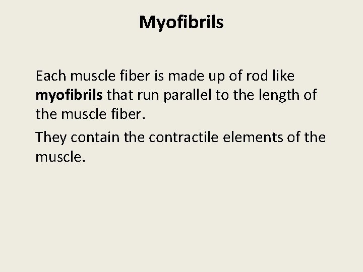 Myofibrils Each muscle fiber is made up of rod like myofibrils that run parallel